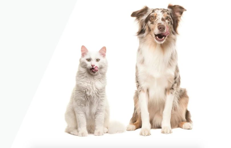 Топ-5 брендів кормів для собак у 2026 році