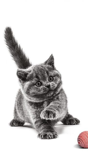 Онлайн-опитування Royal Canin