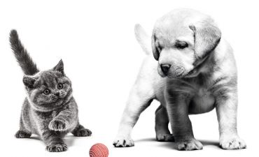 Онлайн-опитування Royal Canin