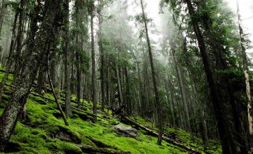 Карпаты в опасности