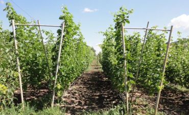 Кохання серед тварин