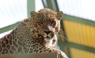 Заміський Парк тварин «ХІІ Місяців»