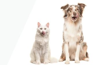 Топ-5 брендів кормів для собак у 2026 році