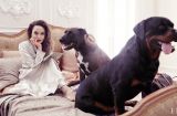 Какая же она красавица! Анджелина Джоли снялась в невероятно стильной фотосессии