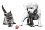 Онлайн-опитування Royal Canin