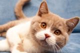 5 фактов: чем отличаются потребности в питании человека и кота?