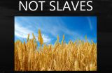 Not Slaves