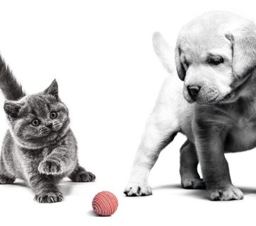 Онлайн-опитування Royal Canin