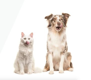 Топ-5 брендів кормів для собак у 2026 році