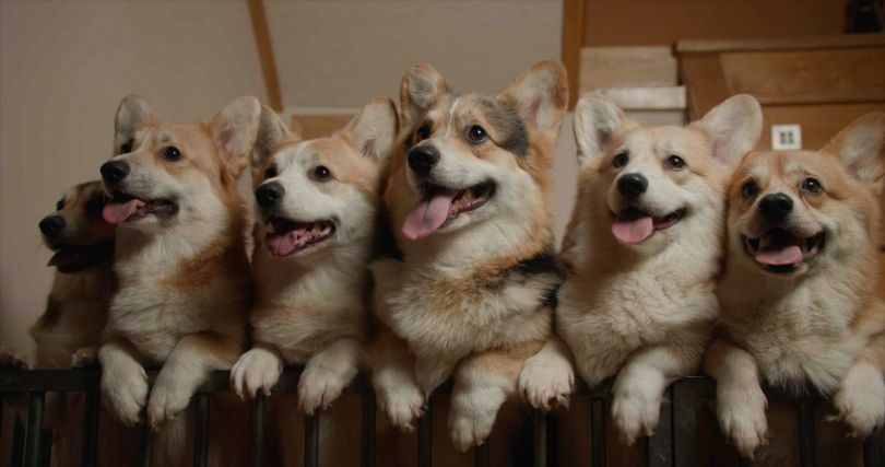 Кадри з фільму &laquo;Ми, наші улюбленці та війна&raquo;