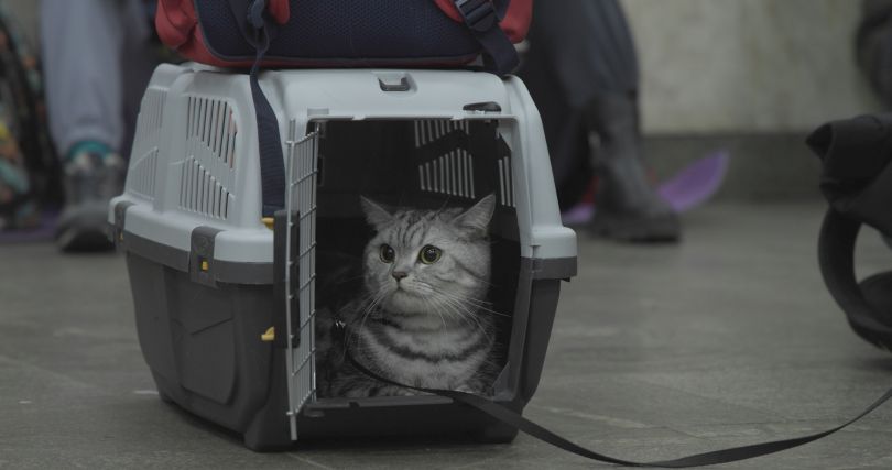 Кадри з фільму &laquo;Ми, наші улюбленці та війна&raquo;