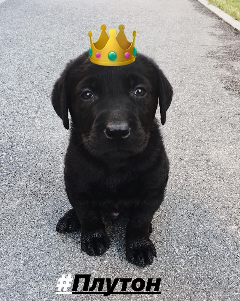 Щенок меловина