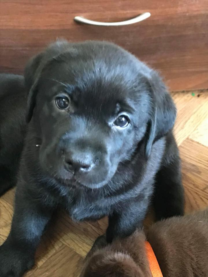 Щенок Егора Гордеева